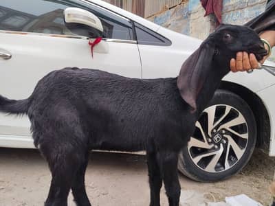 Ma Sha Allah Breeder Quality Female Path in Full points