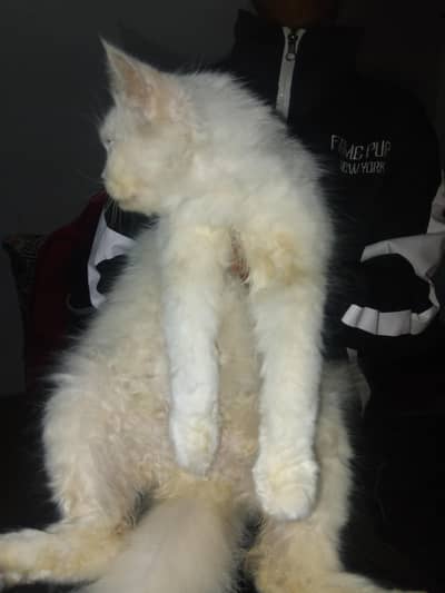 parshion cat urgent sell