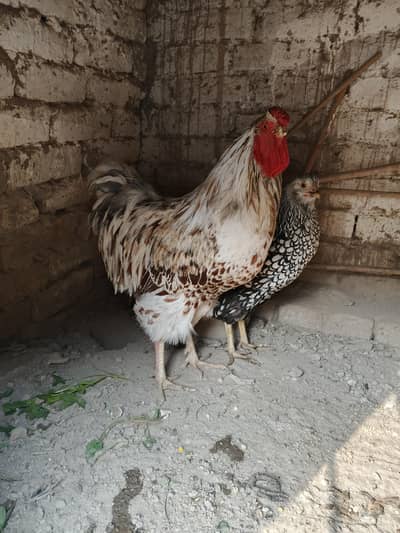 wyandotte pair for sale