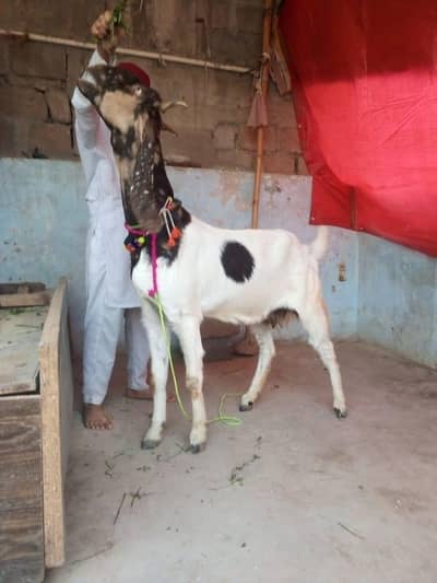 Mashahallah pateri bakri 4 dant gabban add pura perh ker rabta kerna