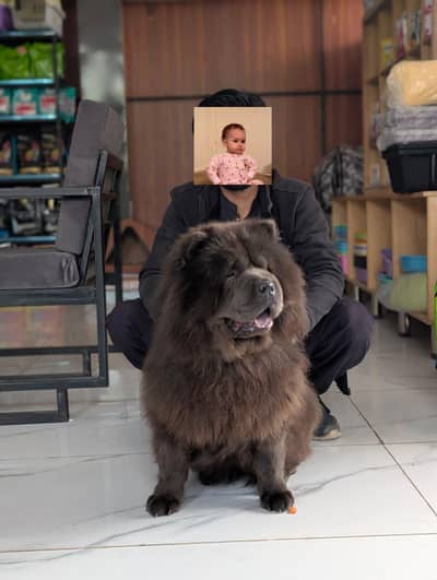 chow chow female available for new home