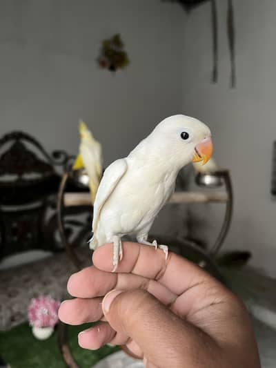 Hand tame parrot | love birds | cockatiel | budgie