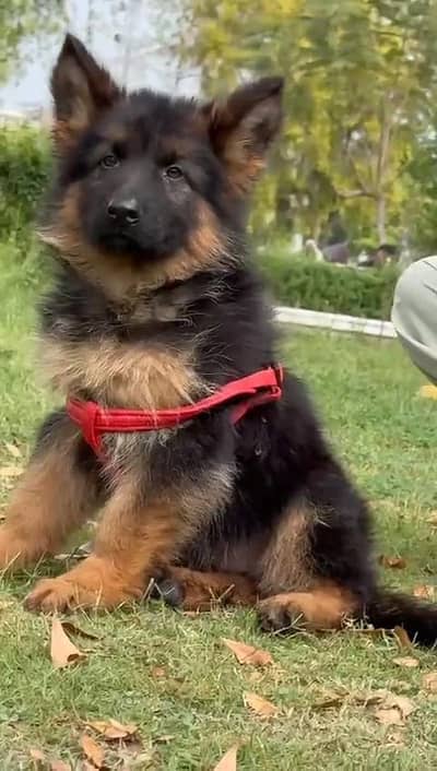 German shepherd puppies  my WhatsApp number 03245285207