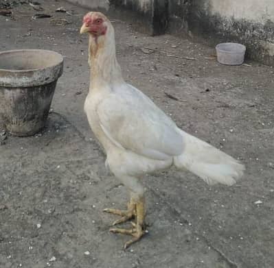 white Aseel murghi long height