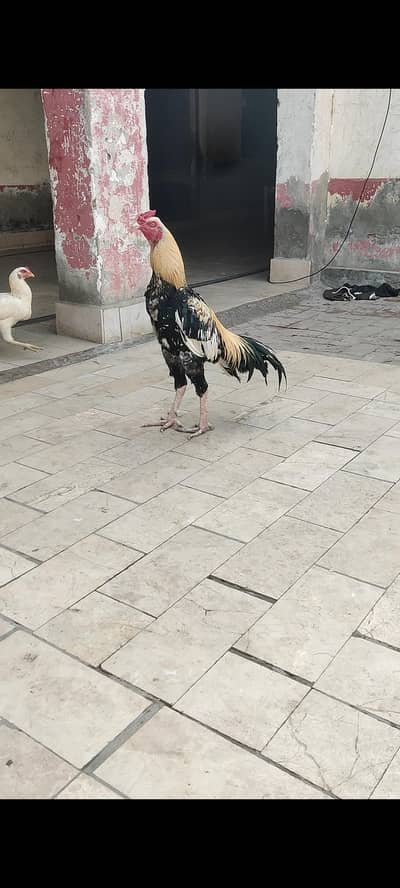 mashallah pary bot acha murga ha