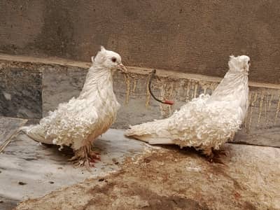 White Frillback Pigeon Pair for sale– High Quality