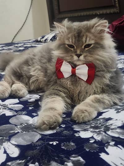 “Purebred Persian Cat — Triple-Coated, Healthy & Friendly