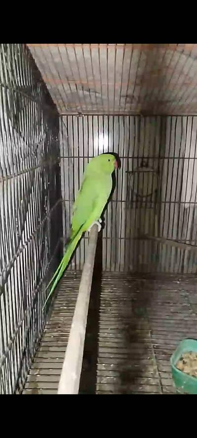 ringneck female