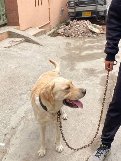 Labrador male breeder Show winner