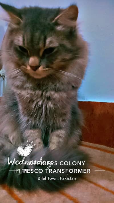 A gray color Siberian Cat , age 5 months, double coated