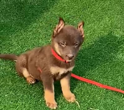 Brown German shepherd female for sale available