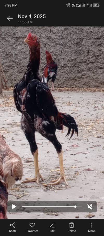 Sindhi + shamo cross  murgha