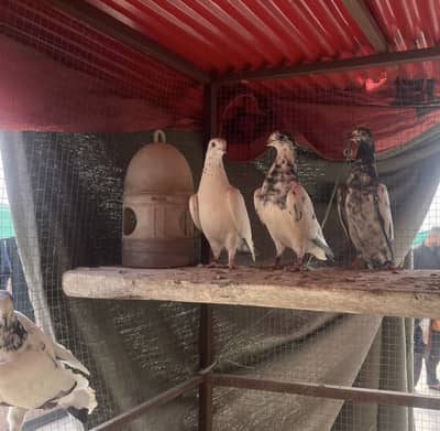 Pure 35 Wala Teddy Ali Wala Kabooter