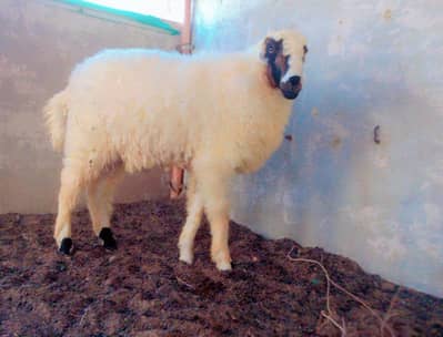 I am selling my sheep