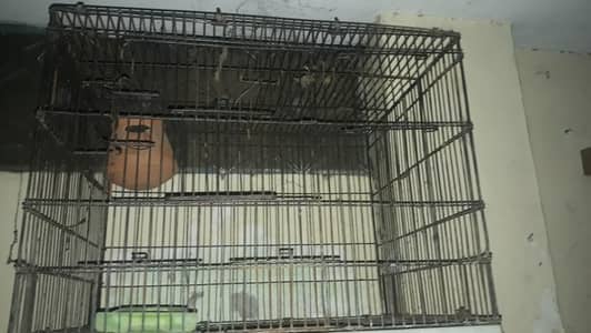 Cages for parrot