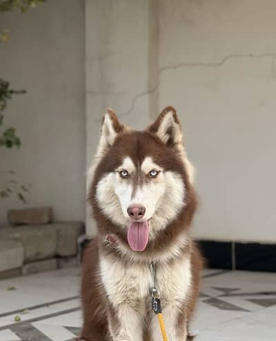 Siberian husky