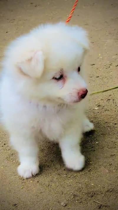 Russian puppy for sale