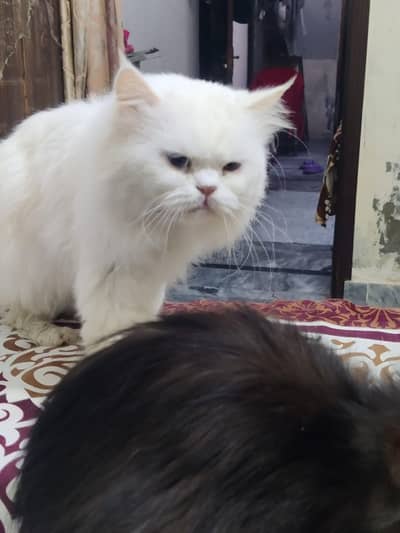 Persian cat | Persian kittens | Persian male cat