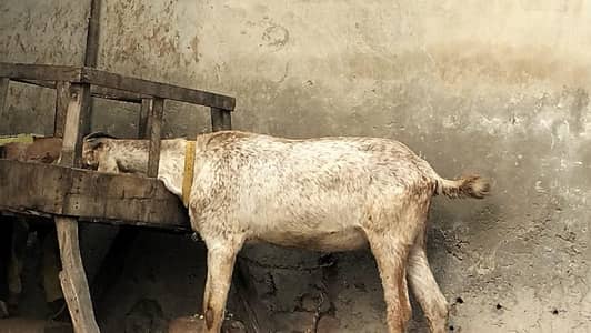 Desi goat
