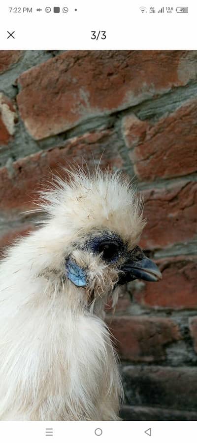 white silkie female