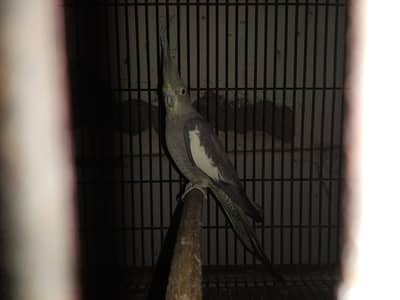 cocktail Female parrot