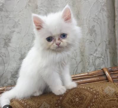 Perisan Female Kitten