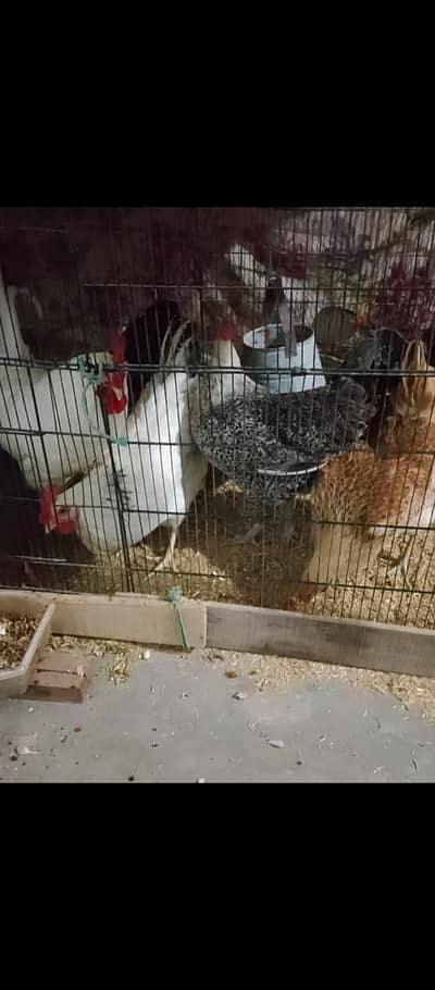 Eggs laying hens