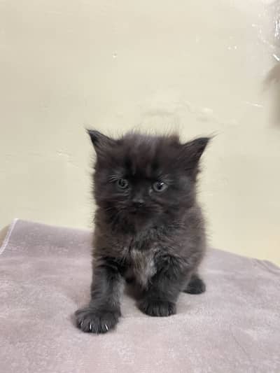 Semipersian kitten punch face