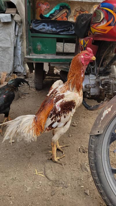 Japanese shamo aseel