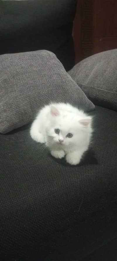 three female kitten are ready foe new home Lahore