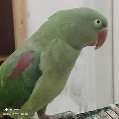 Raw parrot female plus hand tame and talking