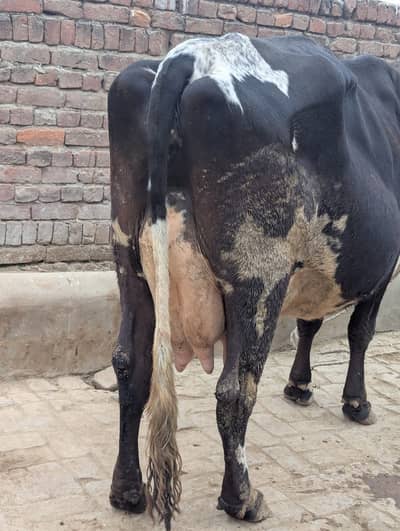 Australian milking cow 22kg milk