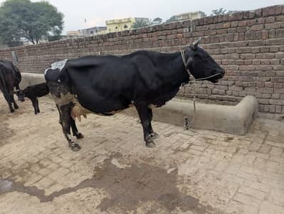 Australian milking cow 22kg milk