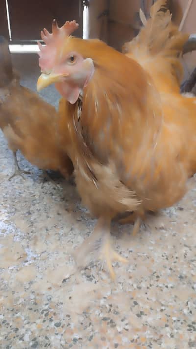 healthy and full fullfil