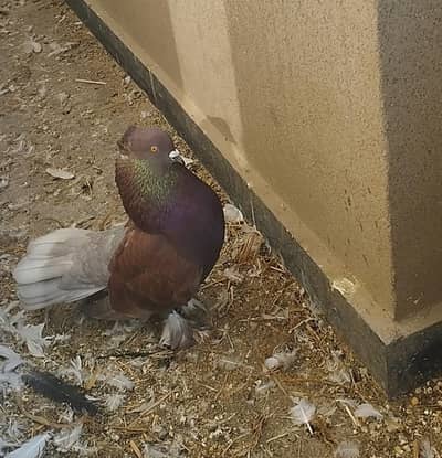 Fancy and Laka Pigeon and Australian Parrot for sale