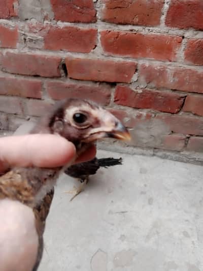 Top quality burmi and penus pakoye chicks