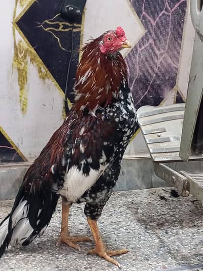 میانوالی اصیل مرغا  فار سل ہے