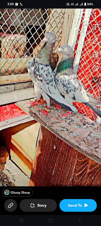 rabta number 03037532781