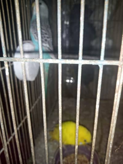 ustailion pair fast brdar hailte Butefol color