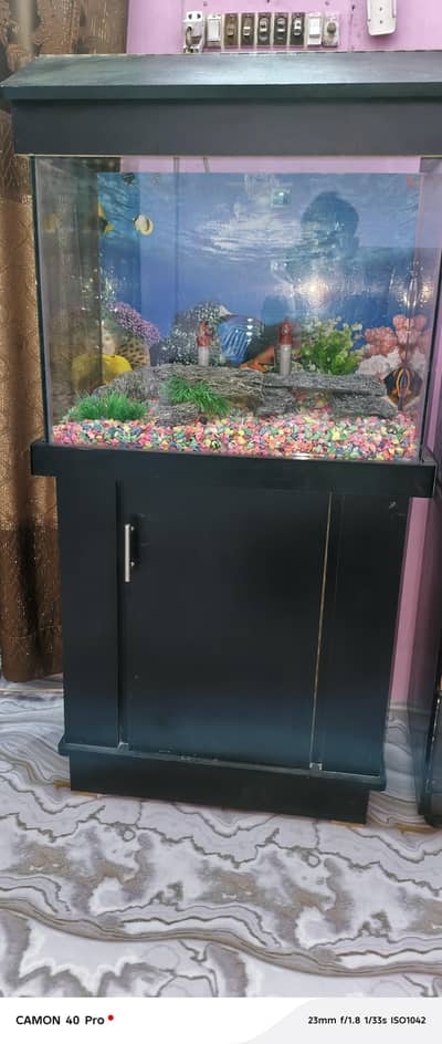 fish aquarium