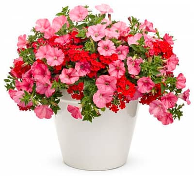 Buy winter flower plants Online at Best Price in Pakistan