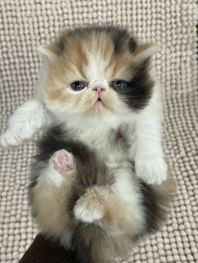 Persian peke CFA bloodline kitten