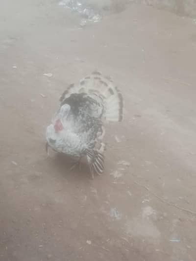 Turkey Bird male available for sale
