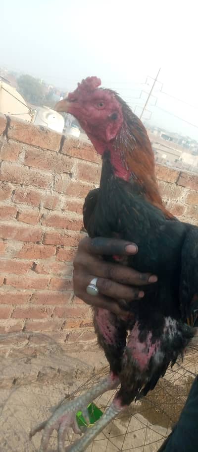 burmi croos Morgha 5500