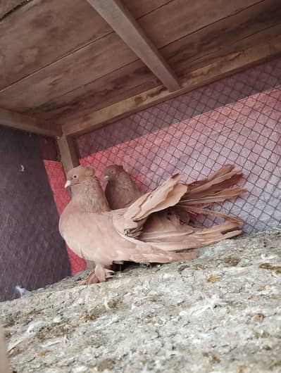 yellow American pair