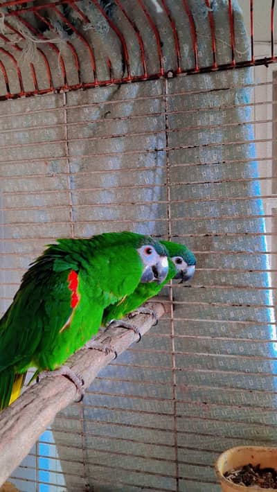 Hence Macaw Breeder Pair