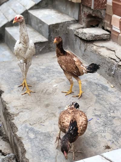 pure adeel 2 murge 1 murga