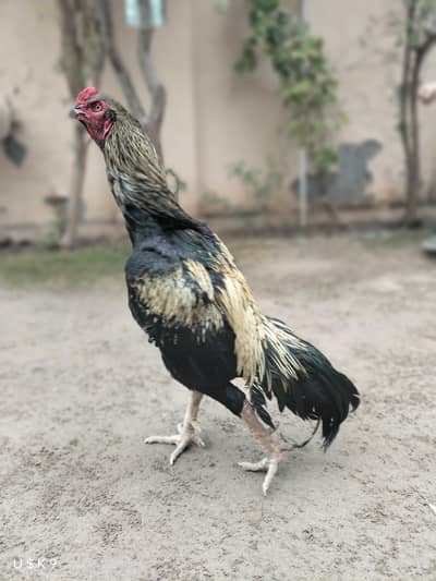 High Quality Aseel Murga