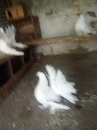 laky firl bak. pair 03159943599 watup