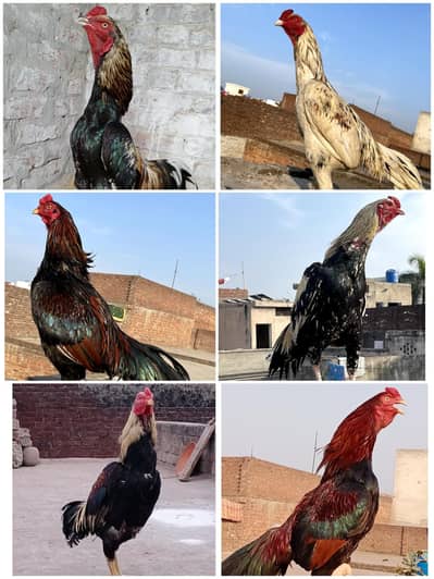 Top Quality Aseel Murgay